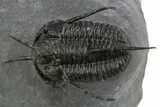 Devil Horned Cyphaspis Walteri Trilobite - Mrakib, Morocco #312261-2